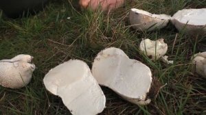 Большой дождевик. Головач мешковатый.