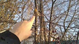 Щур (лат. Pinicola enucleator) #birds #birdslover #birdsounds