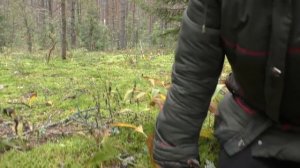 Дьявольский зуб - Hydnellum peckii . Несъедобный гриб