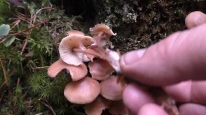 На заросших полях. Дневник грибника 2 сентября 2018 года.