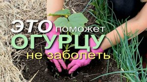 КАК УБЕРЕЧЬ ОГУРЦЫ ОТ БОЛЕЗНЕЙ и ПОЛУЧИТЬ ОТЛИЧНЫЙ УРОЖАЙ! Советы от ЗЕЛЕНОГО ОГОРОДА!