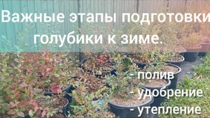 Подготовила голубику к зиме по всем правилам. Они не сложные, но очень важные.