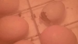 Вылупление фазана в инкубаторе 2