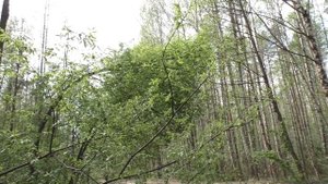 В поисках сморчковых шапочек и других. Дневник грибника 11 мая 2019 года