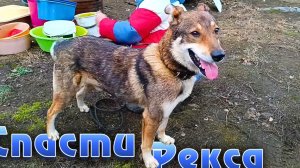 Спасти Рекса.