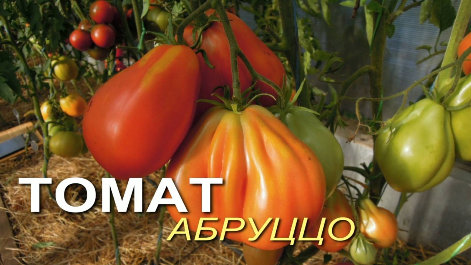 АБРУЦЦО! Обзор сортов ТОМАТОВ! Советы от ЗЕЛЕНОГО ОГОРОДА!