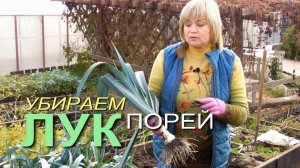 КОГДА убирать ЛУК ПОРЕЙ и КАК подготовить его к хранению! Советы от ЗЕЛЕНОГО ОГОРОДА!