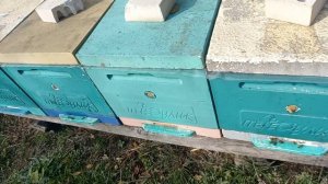 9 ноября 2024 год +16 пчёлы летают