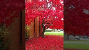 Очистка всего негатива в отношениях с дочкой - сеанс Кундалини рейки