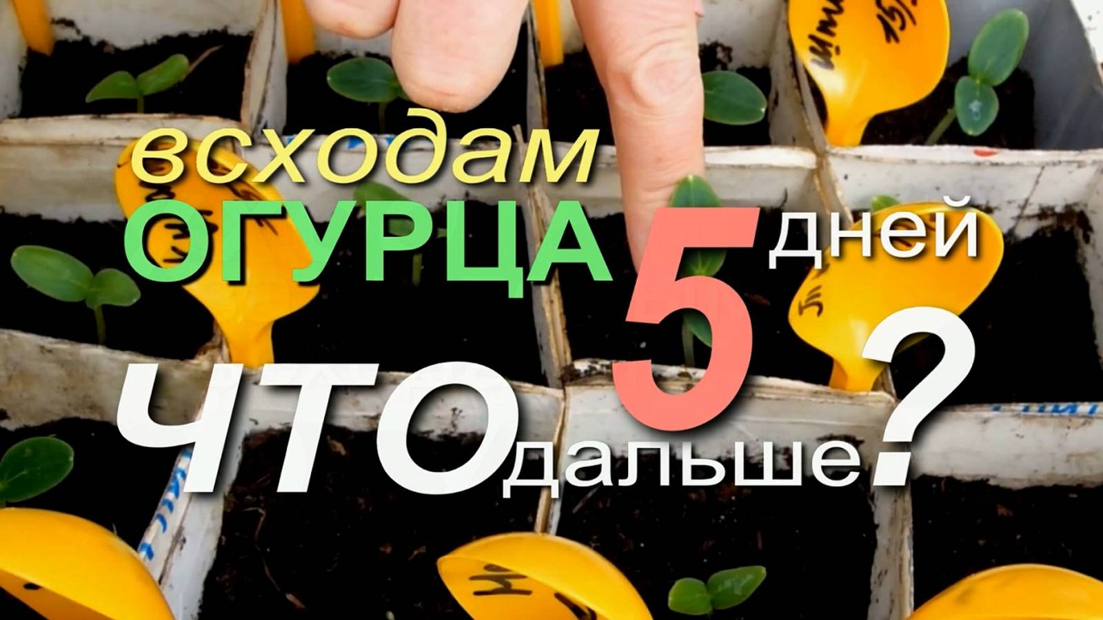 УХОД за молодой рассадой ОГУРЦОВ! Что НУЖНО и чего НЕ НУЖНО ДЕЛАТЬ! Советы от ЗЕЛЕНОГО ОГОРОДА! смотреть онлайн