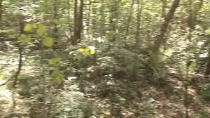 Сеем грибы на даче. Дневник грибника 10 июня 2017 г. Часть 1.