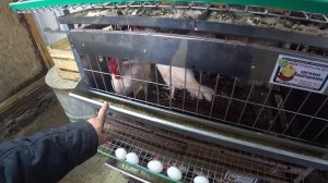 РАСКЛЕВ ПТИЦЫ, ЧТО ДЕЛАТЬ!?