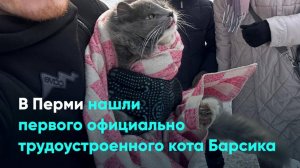 В Перми нашли первого официально трудоустроенного кота Барсика