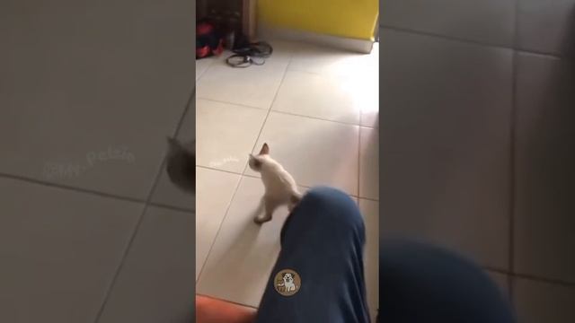 Котокролик