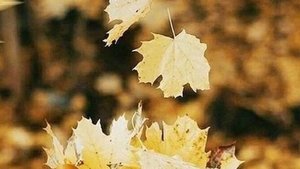 Трогательные истории - Без тебя пусто...