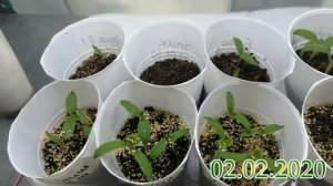 Обзор рассады баклажанов.