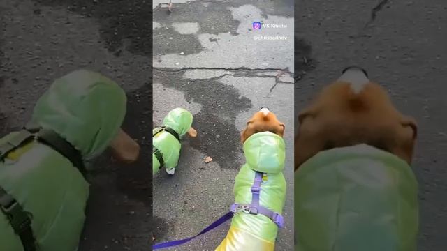 Собаки моего брата😂