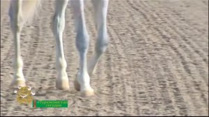 Президент Туркменистана посетил конный комплекс