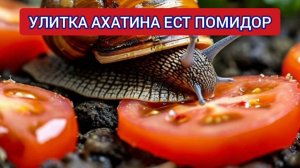 УЛИТКА АХАТИНА ЕСТ ПОМИДОР