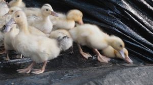 11363861-uhd_3840_2160_25fps