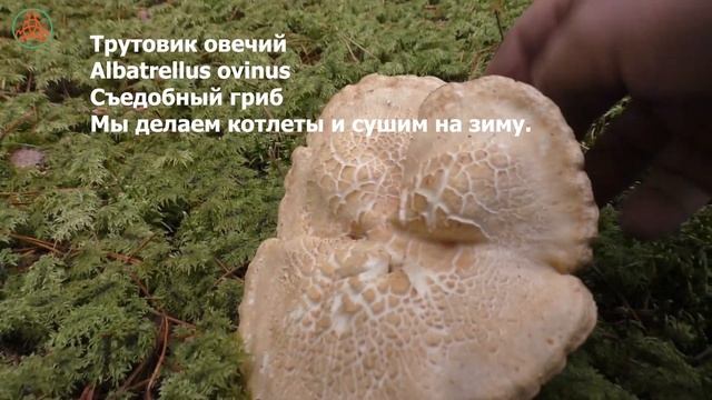 Грибное население соснового бора! Дневник грибника 4 октября 2021 года.