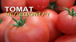 Этот СЛАДКИЙ Томат растет в ЛЮБЫХ климатических регионах!  Обзор сортов ТОМАТОВ!