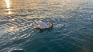 11834907-uhd_3840_2160_30fps