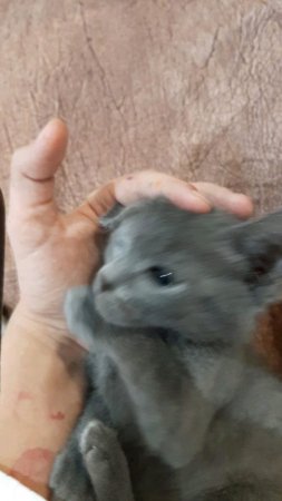кажется лягушонок с ума сошел