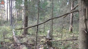 Дневник грибника 28 сентября 2021 года.