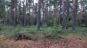 Поиск в разных лесах. Дневник грибника 21 сентября 2020 года.