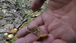 Мы грибов не нашли! Пришлось собрать папоротника орляка. Дневник грибника 2 июня 2020 года.