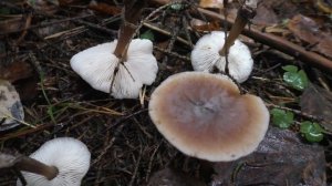 Коллибия масляная  - Collybia butyracea позднеосенний съедобный гриб.