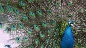 11926314_3840_2160_25fps