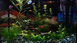 Аквариум 70л