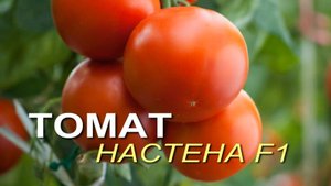 Томат НАСТЕНА F1! Обзор сортов ТОМАТОВ! Советы от ЗЕЛЕНОГО ОГОРОДА!