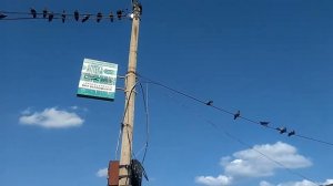 голуби-танцуют