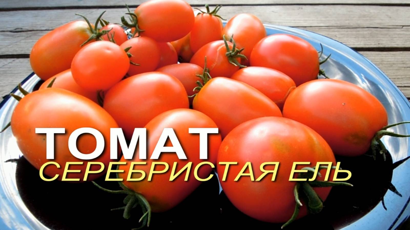 СЕРЕБРИСТАЯ ЕЛЬ! Обзор сортов ТОМАТОВ! Советы от ЗЕЛЕНОГО ОГОРОДА!