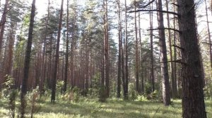 Земляничные поляны. Дневник грибника 4 августа 2017 года.