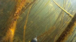 подводная охота на карася в камышах