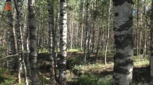 Горожанам ягодники не показывают! Ищем сами!  "Лесные ягоды Севера"