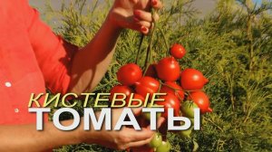 На одной КИСТИ этих УРОЖАЙНЫХ ТОМАТОВ вырастает до 50 плодов! Советы от ЗЕЛЕНОГО ОГОРОДА!