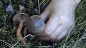 Мокруха сосновая - хороший гриб!
