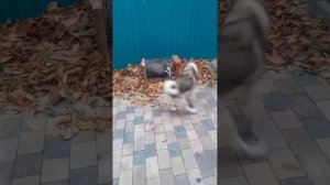 притравка лайки по барсуку в одиночку