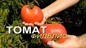 Кубинский Томат, адаптированный к суровым условиям Сибири!