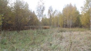 Без человека уже почти 80 лет. Одичавший шиповник.