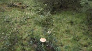 Из города в деревню. Дневник грибника 26 сентября 2017 года.