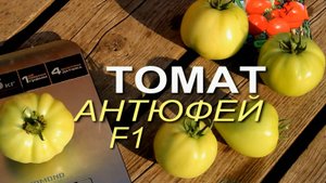 АНТЮФЕЙ F1! ОБЗОР СОРТОВ ТОМАТОВ! Советы от ЗЕЛЕНОГО ОГОРОДА!