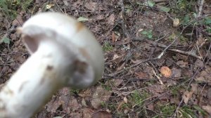 Среди ёлок и берёз. Дневник грибника 5 сентября 2017 года.