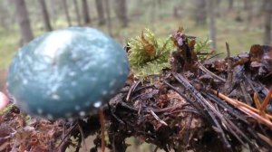 В сосново-еловый бор за рядовкой серой. Дневник грибника 3 октября 2018 года.