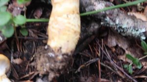 Лучший из паутинников. Паутинник триумфальный - Cortinarius triumphans